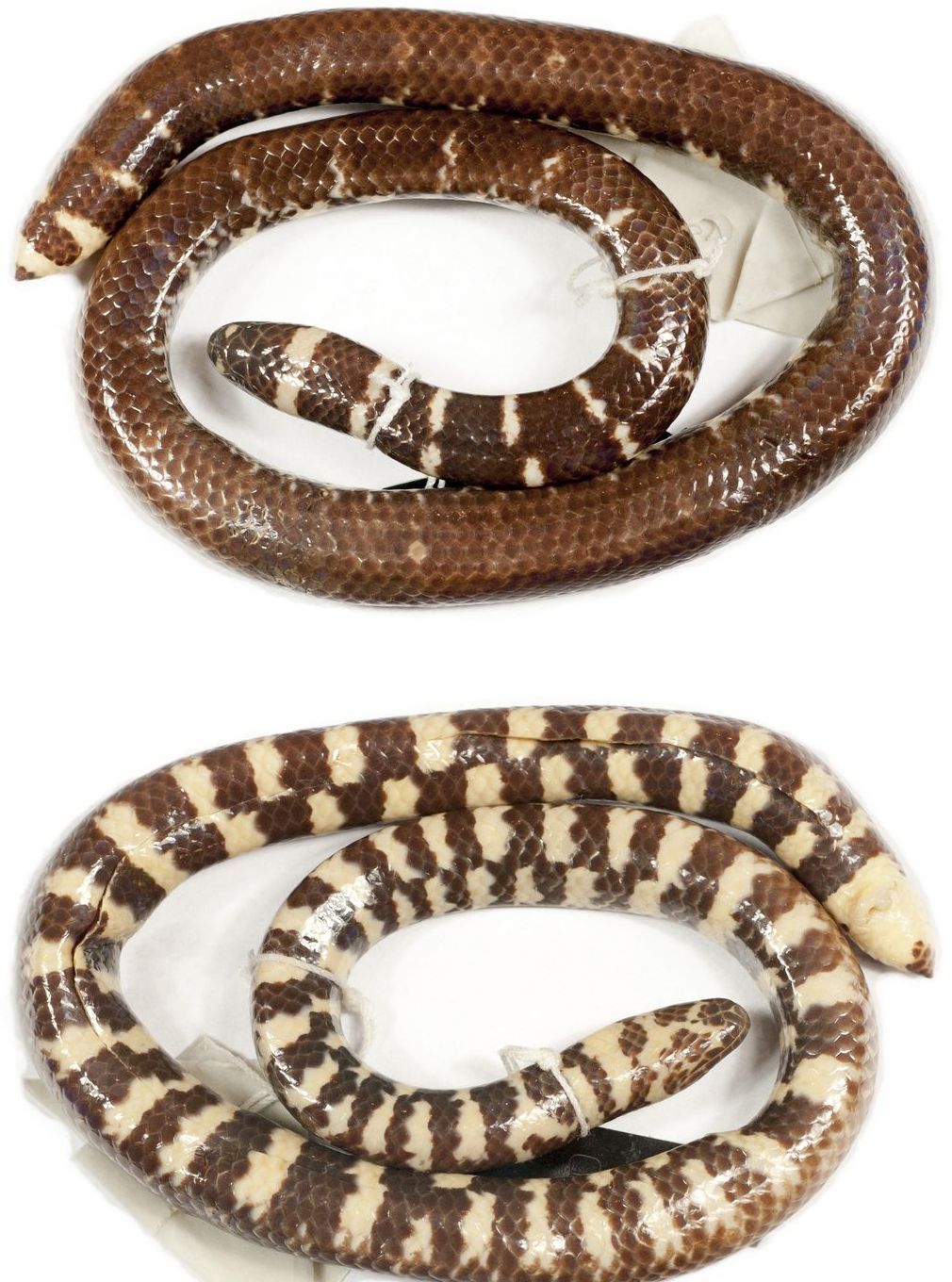 The holotype of *Cylindrophis subocularis*, collected in Central Java in 1937, is seen here from above and below.