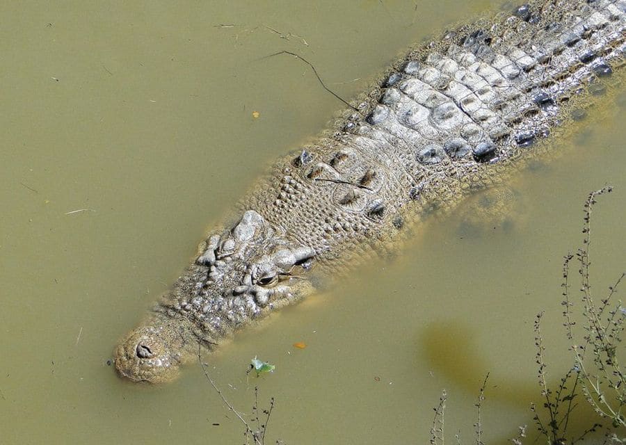 A large saltwater crocodile lying in murky green water