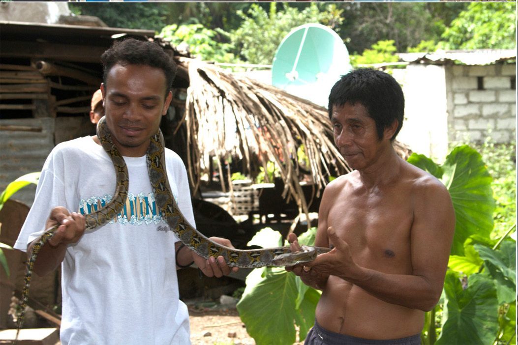 A Timorese team member shows a python owner how to support the snake's body, while the owner holds its tail.
