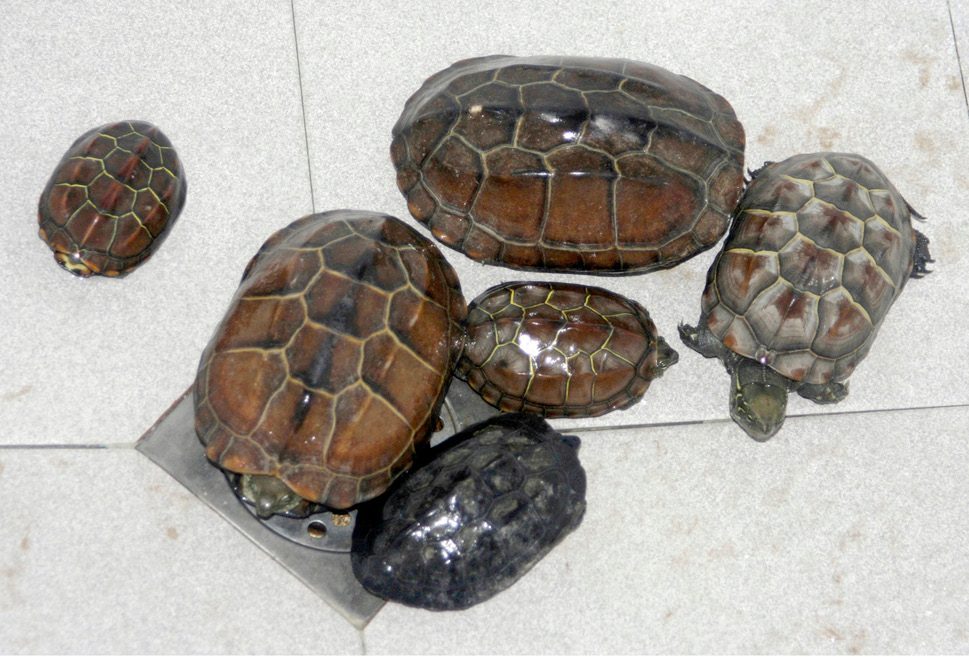 Six Chinese pond turtles rest on a white tiled floor after being washed in a hotel shower.