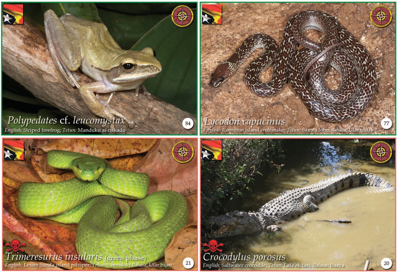 Four sample identification cards show a treefrog and a wolfsnake with green borders, and a pitviper and a crocodile with red borders.