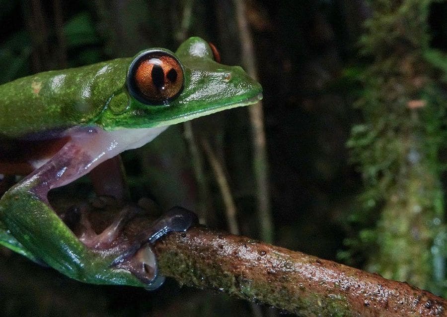 A green treefrog with purple flanks on a branch at night; its orange eye has two dark pupils