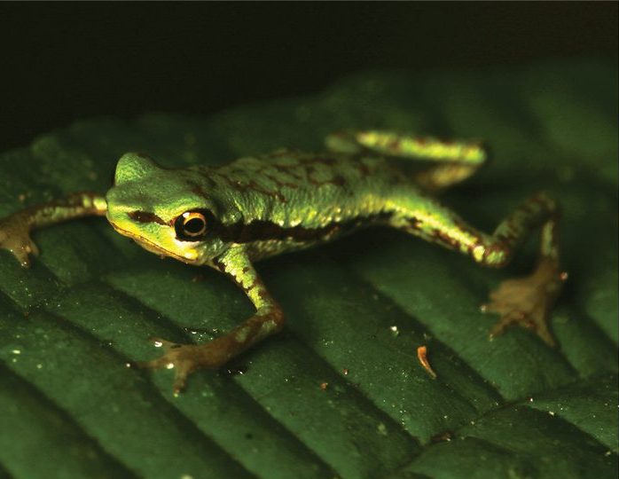 This is the first Mindo harlequin toad seen alive in thirty years: a tiny green juvenile with fine reddish markings, resting on a dark leaf at night.