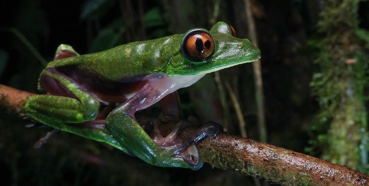 A green treefrog with purple flanks on a branch at night; its orange eye has two dark pupils