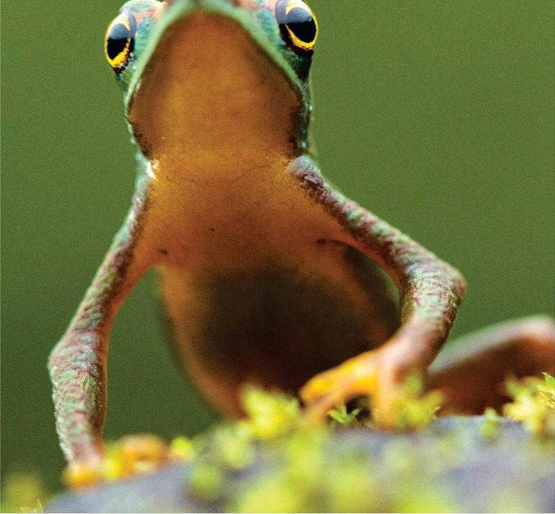An adult Mindo harlequin toad, seen from the front, shows its pale belly, long thin limbs and large dark eyes.