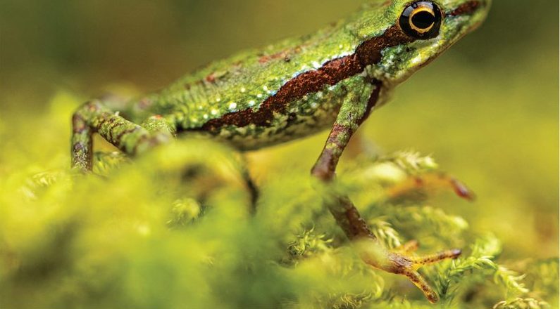 A young Mindo harlequin toad on bright green moss has a dark reddish stripe along its side.