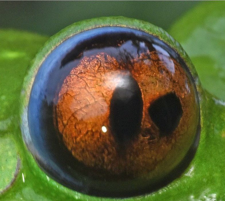 A close-up of the treefrog's right eye shows an orange iris with two dark, pupil-like openings side by side.