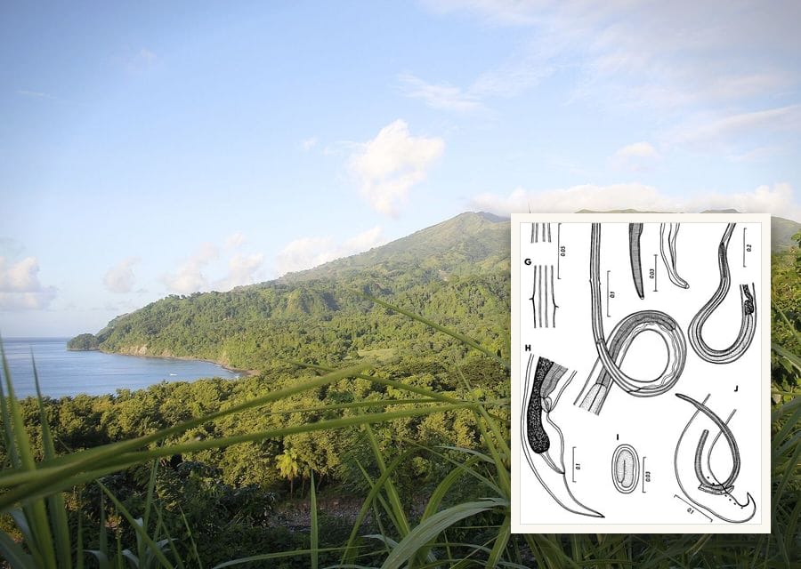 The forested slopes of La Soufrière volcano rising above the coast of St. Vincent
