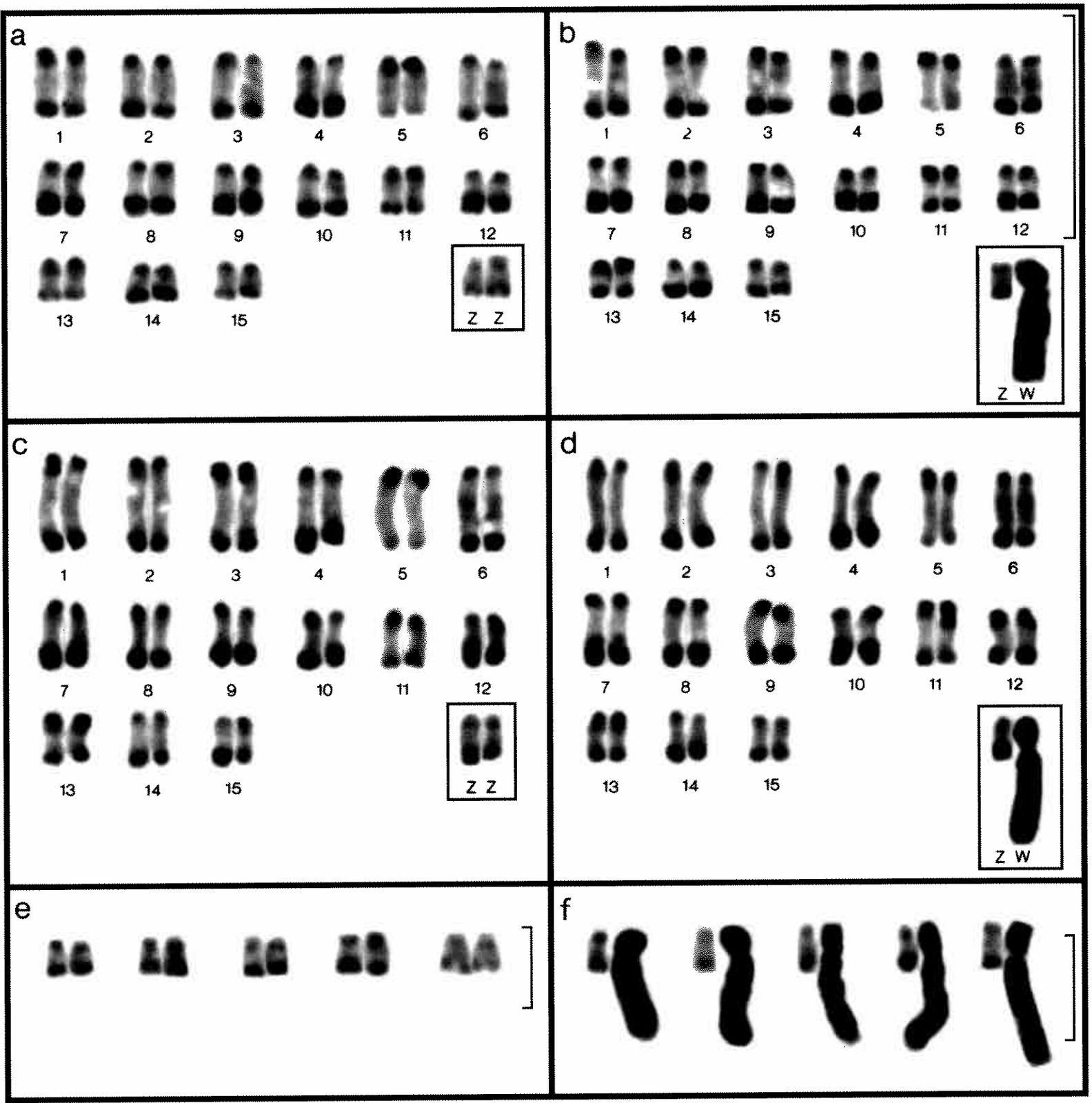 Stained chromosomes of Grenada frogs sorted into pairs. In the males (a, c) the framed Z chromosomes are small, while in the females (b, d) the framed W is the biggest chromosome in the cell. Panels e and f compare Z and W chromosomes from several frogs.