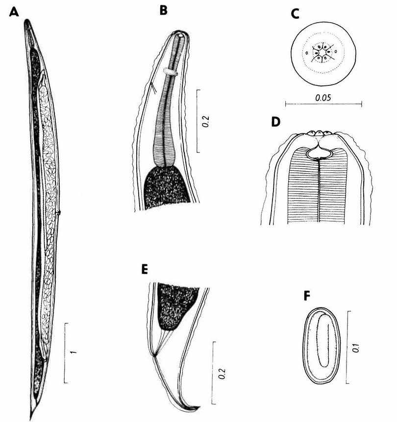 A microscope drawing of a lungworm, *Rhabdias tobagoensis*, shows the whole worm and details of its head.