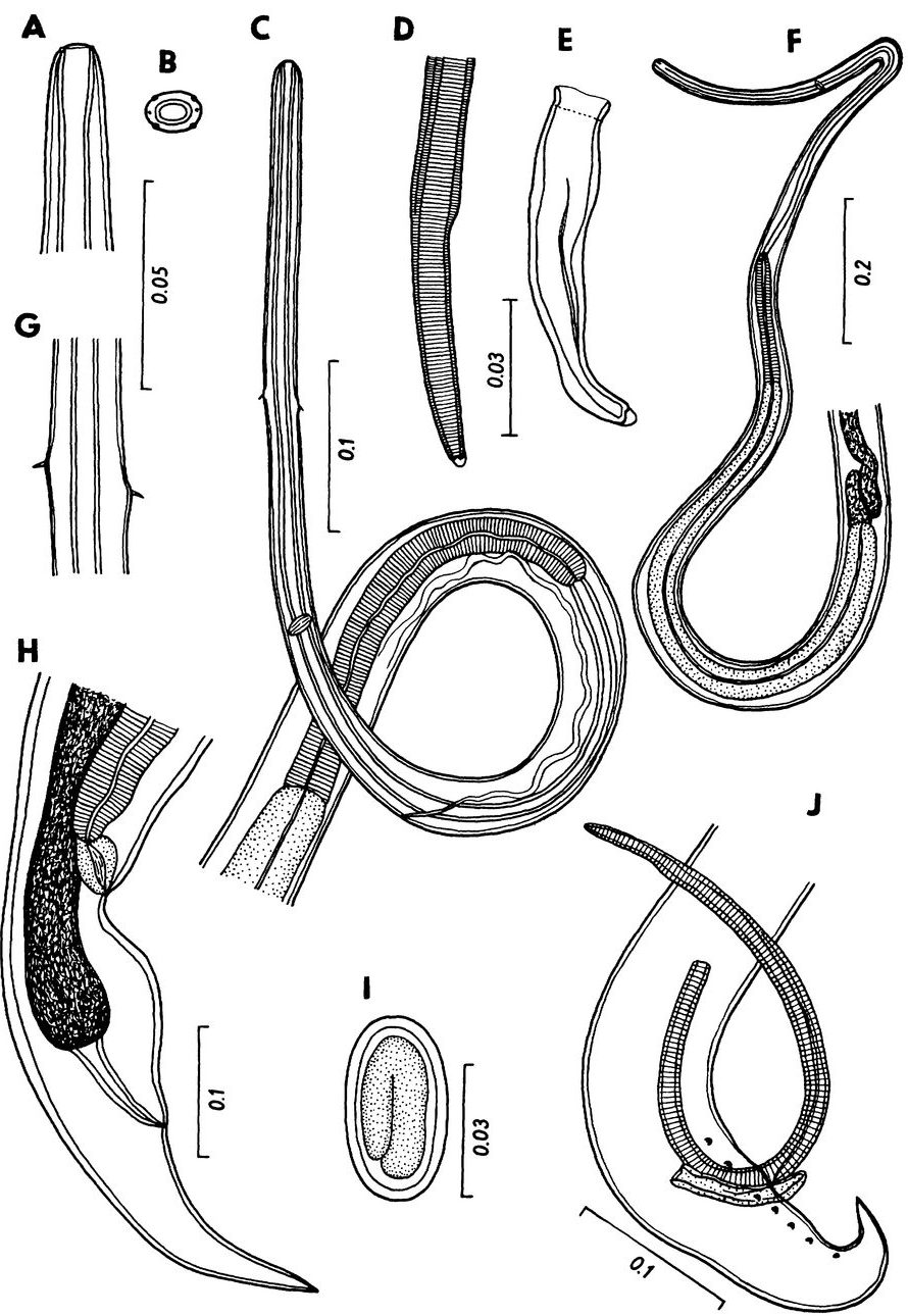Microscope drawings of a slender nematode worm show its head, body and tail.