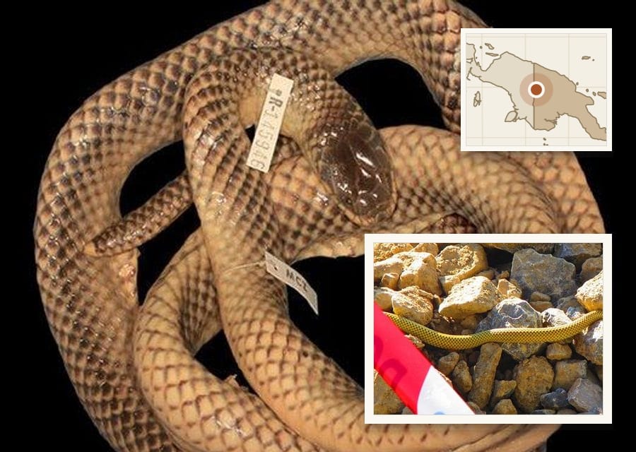 The 1969 specimen, coiled in preservative with its museum tags, sat mislabelled in Harvard's collection for decades.