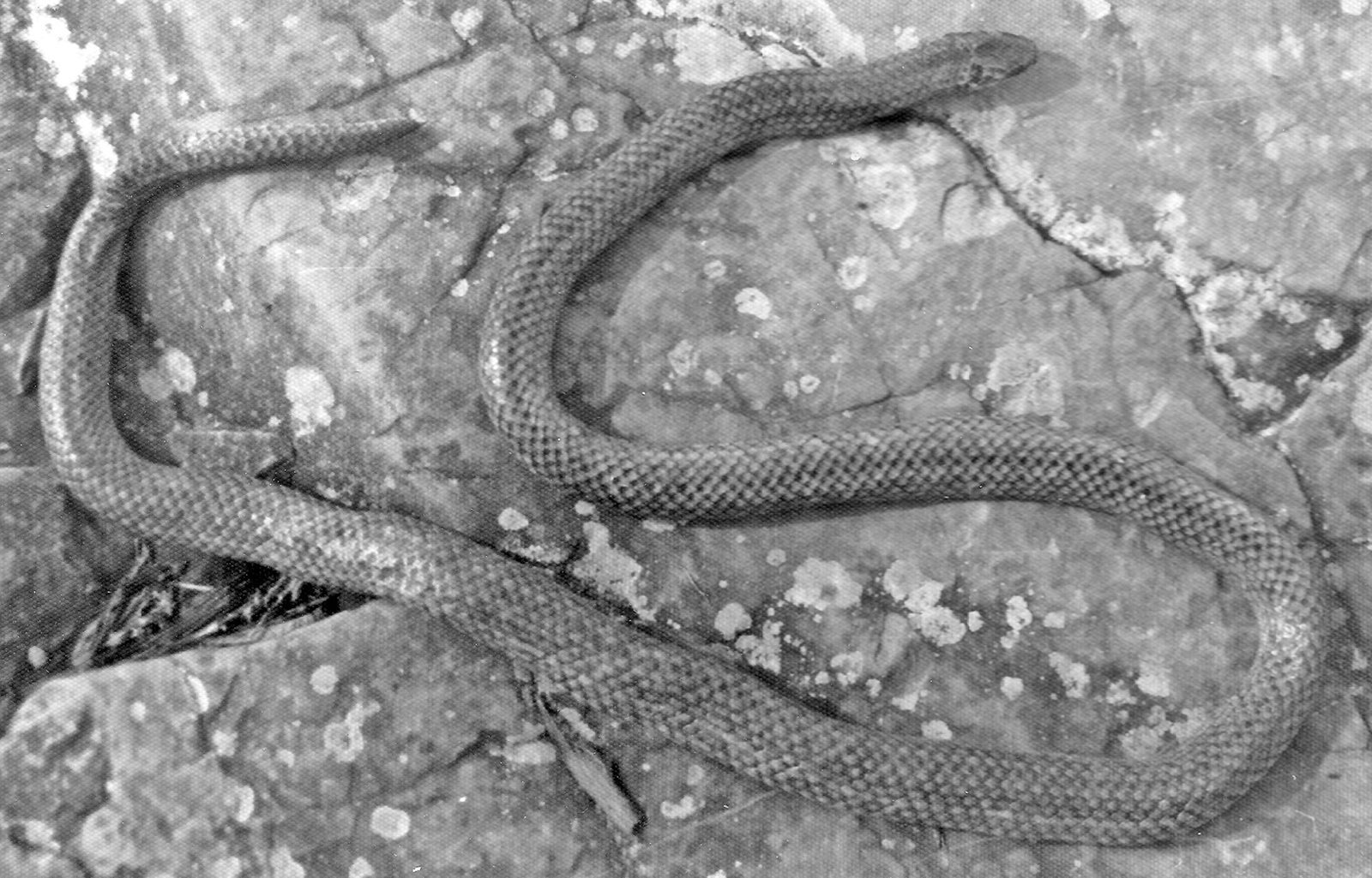 This is the snake Ewinde brought to Paul Blum at Dingerkon in 1976, photographed quietly on a flat rock.