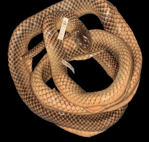 The 1969 specimen, coiled in preservative with its museum tags, sat mislabelled in Harvard's collection for decades.