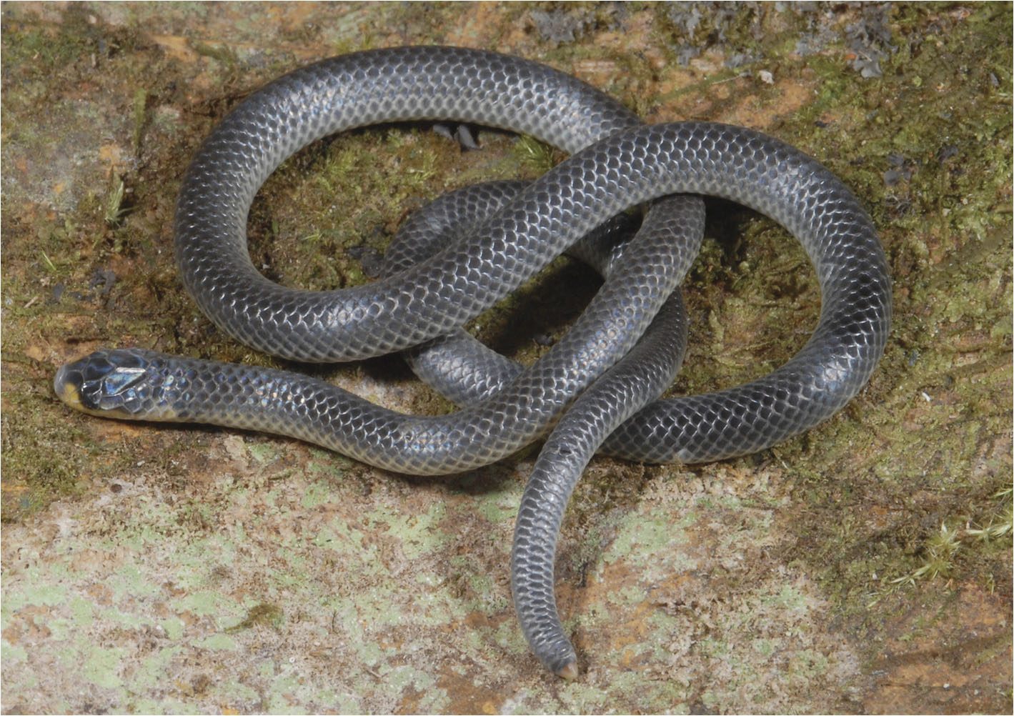 The tiny Managalas Plateau Snake, *Toxicocalamus pumehanae*, is a shiny slate-grey snake with a touch of yellow on its lips.