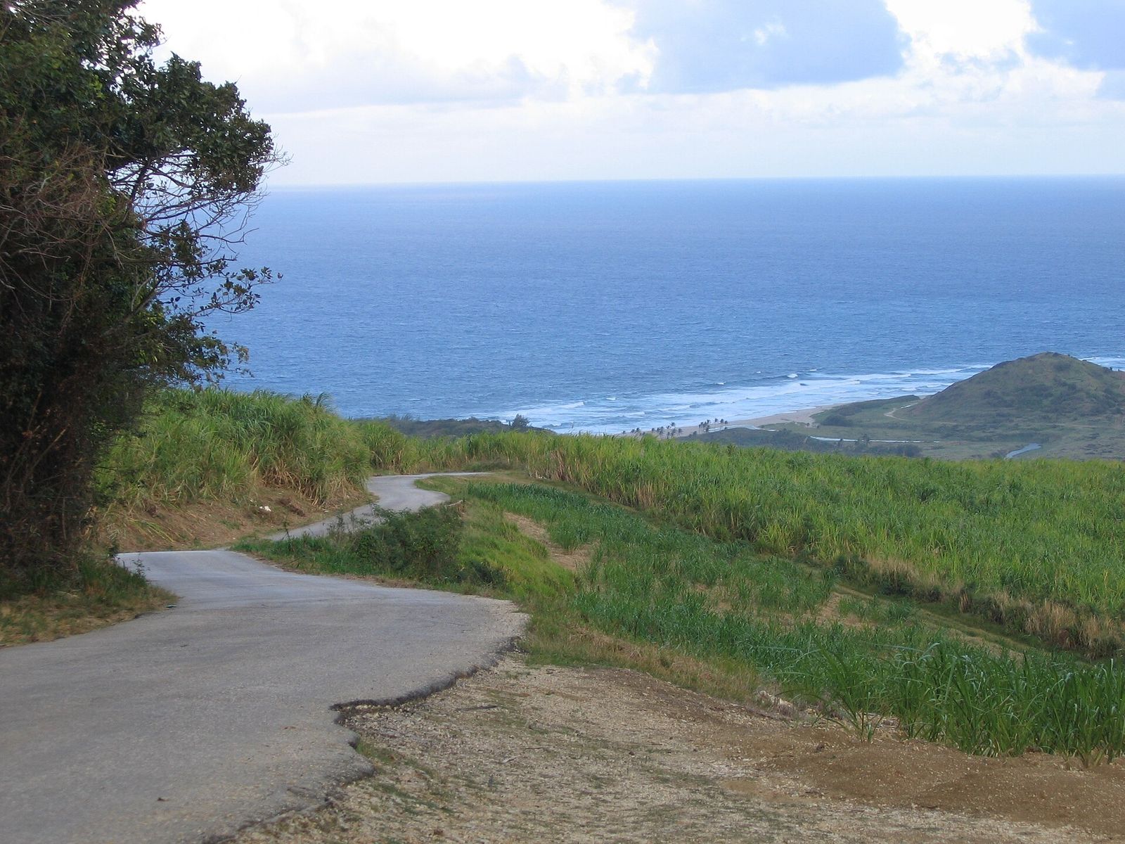 Sugar cane fields run down to the Atlantic coast of Barbados.
