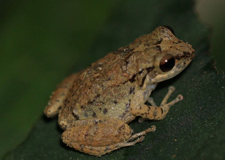 A mottled brown whistling frog sitting on a dark green leaf
