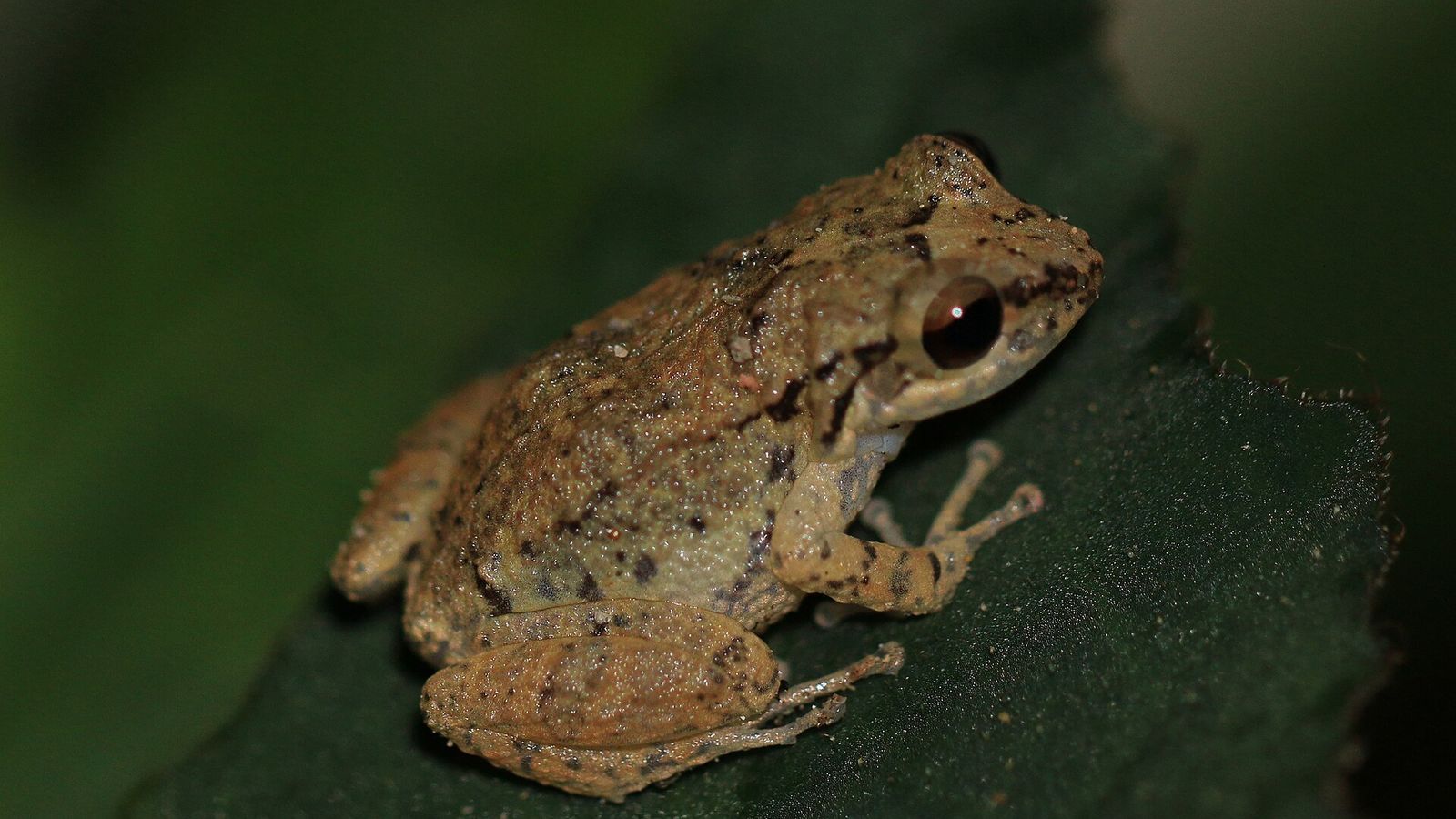 A mottled brown whistling frog sitting on a dark green leaf