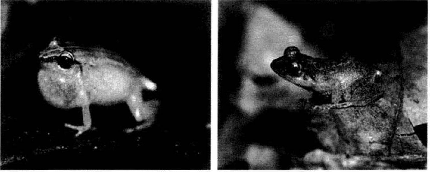 Two small whistling frogs are shown side by side, one from Grenada and one from Montserrat.
