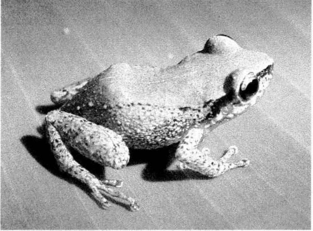 A small, pale Johnstone's whistling frog was photographed on a smooth surface.