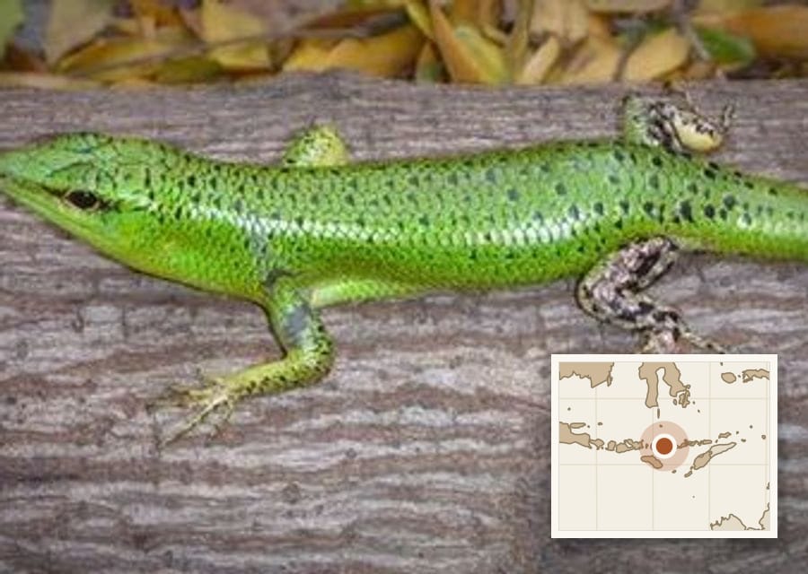 This is the green form of the emerald tree skink, from Lombok. On other islands the same species is half green or entirely brown.