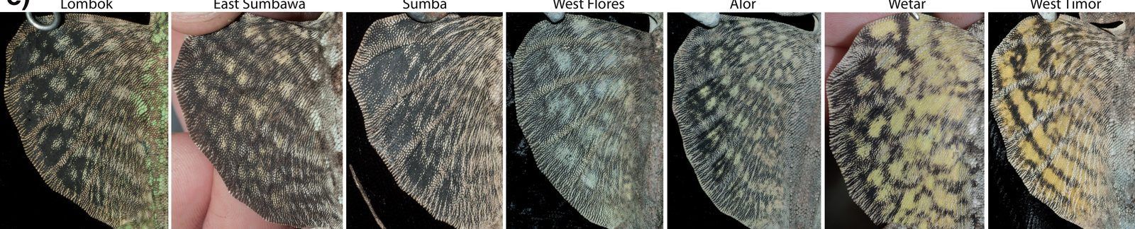 The wing membranes of male flying lizards from seven islands, from Lombok (left) to West Timor (right). Each island has its own pattern.