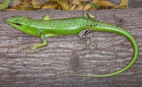 This is the green form of the emerald tree skink, from Lombok. On other islands the same species is half green or entirely brown.