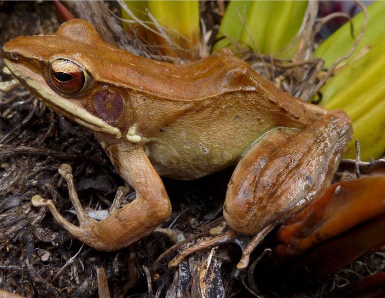 This is *Hylarana florensis* from Lombok. Frogs like this one somehow crossed salt water to reach the islands.
