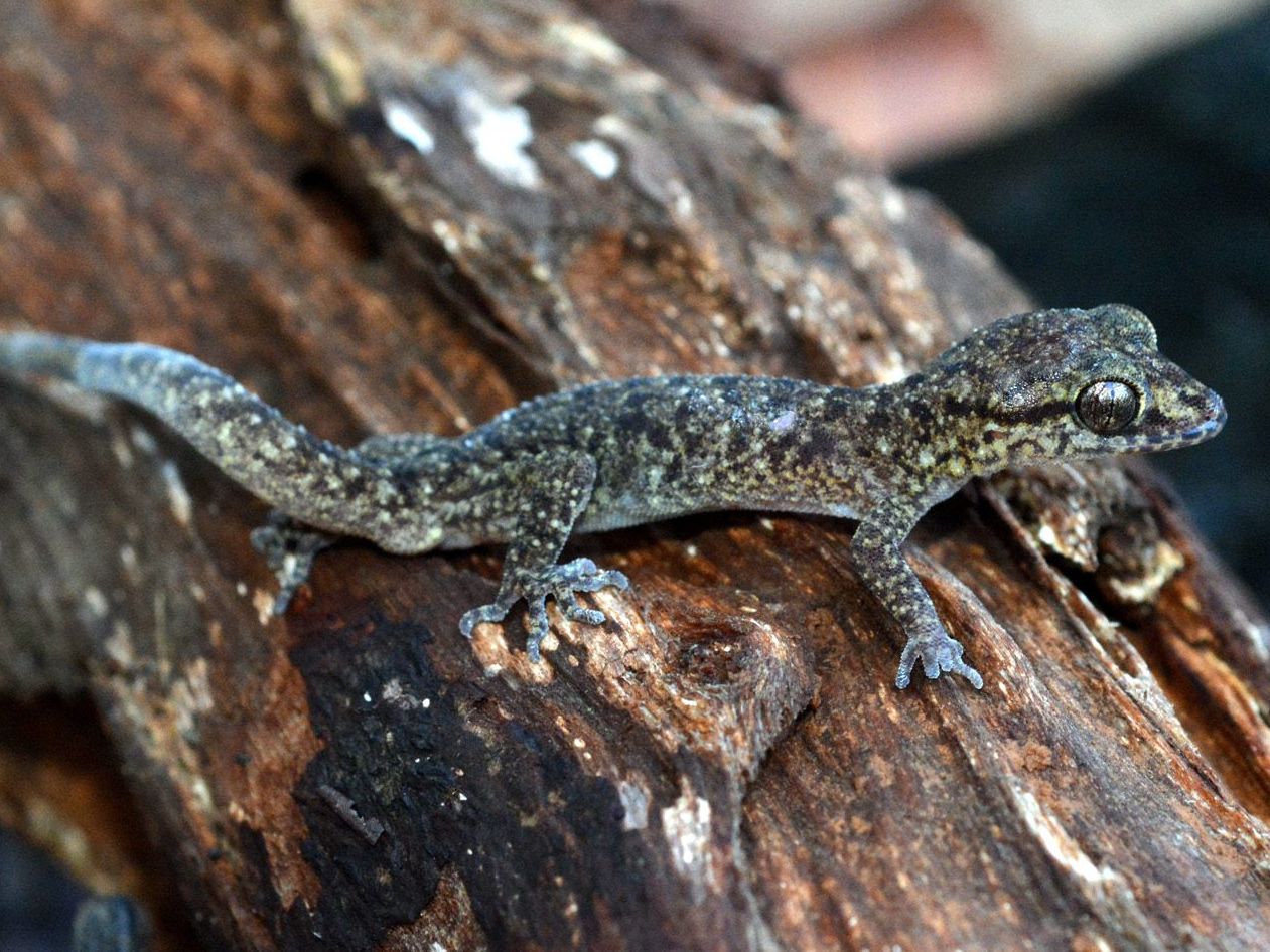 *Cyrtodactylus tambora* is a bent-toed gecko from the slopes of Mount Tambora on Sumbawa.