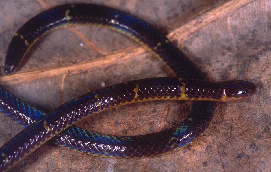 *Calamaria ingeri* is the reed snake discovered in a pitfall trap on Tioman's Tekek–Juara trail in 2002.