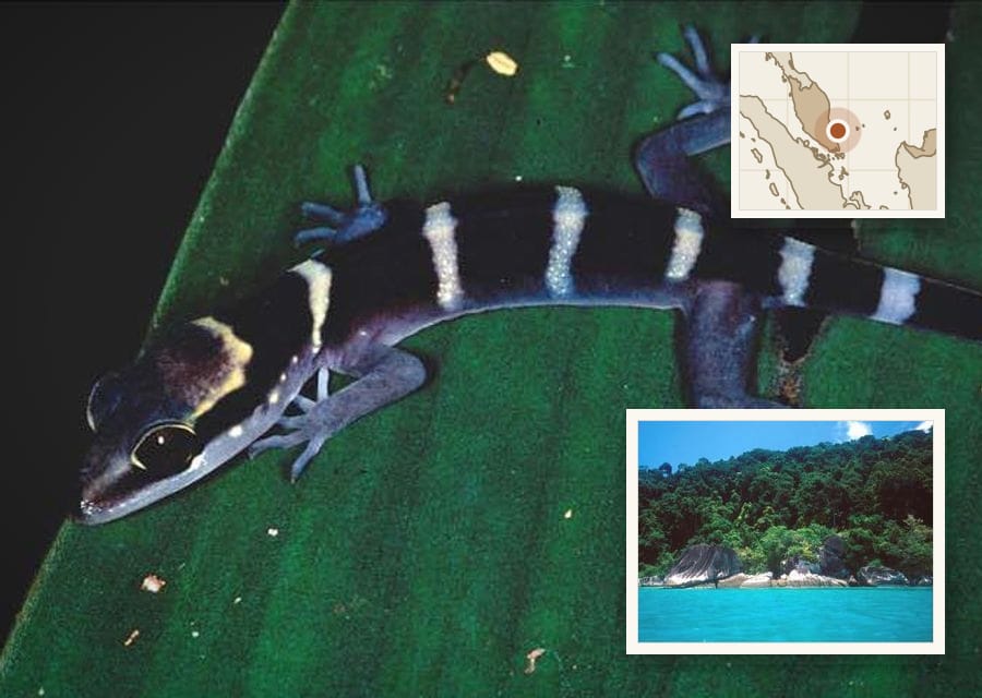 Cyrtodactylus tiomanensis, a bent-toed gecko found only on Pulau Tioman, was photographed on the Tekek–Juara trail.
