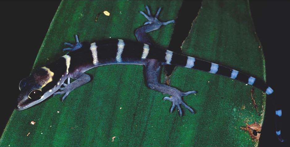 *Cyrtodactylus tiomanensis*, a bent-toed gecko found only on Pulau Tioman, was photographed on the Tekek–Juara trail.