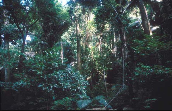 Lowland dipterocarp forest like this, along the Tekek–Juara trail, is the habitat where nearly three-quarters of Tioman's amphibians and reptiles live.