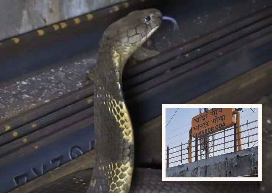 A king cobra rears up beside a stack of steel railway tracks at Chandor station, where it had been hiding.