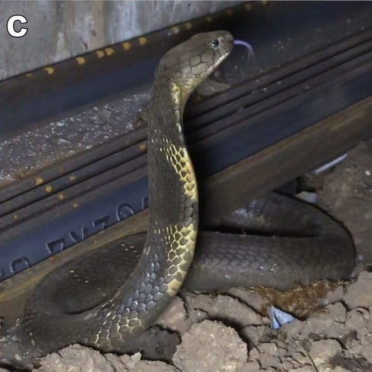A king cobra rears up beside a stack of steel railway tracks at Chandor station, where it had been hiding.