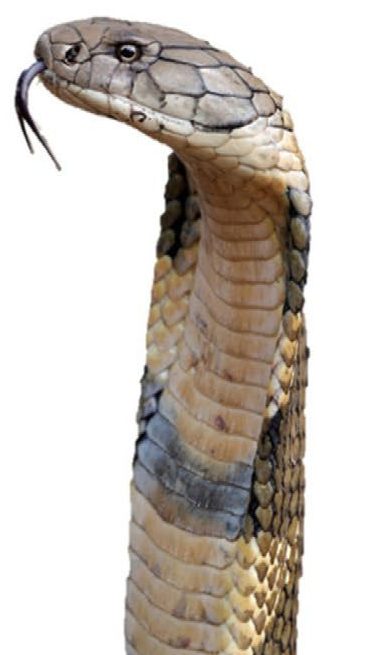 A Western Ghats King Cobra raises its head and flicks its tongue.