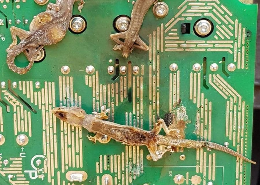 Three mummified house geckos stuck to the green circuit board of an air conditioner