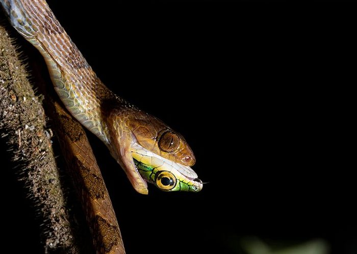 A brown cat-eyed snake still has the green head of a parrot snake sticking out of its mouth, the last part to be swallowed.