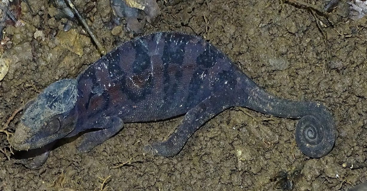 A dark blue-violet Panther Chameleon on bare clay soil has her snout caked with mud from digging.
