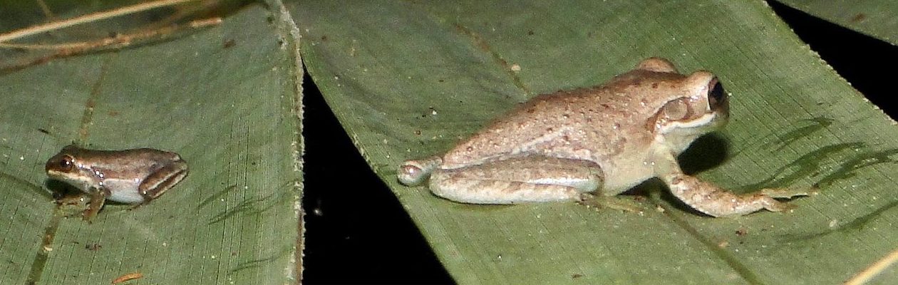 A small froglet sits on a leaf, left, with a much larger adult Cuban Treefrog on a neighbouring leaf, right, moments before the attack.