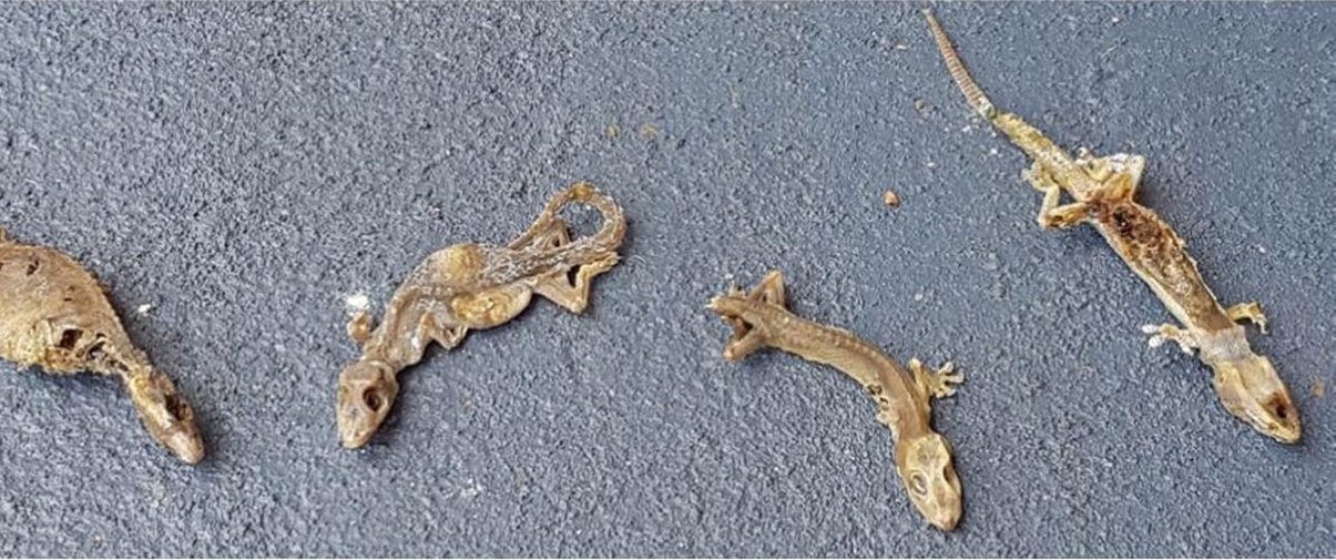 The seven dried-up geckos removed from the Saipan air conditioner circuit boards are laid out on pavement.