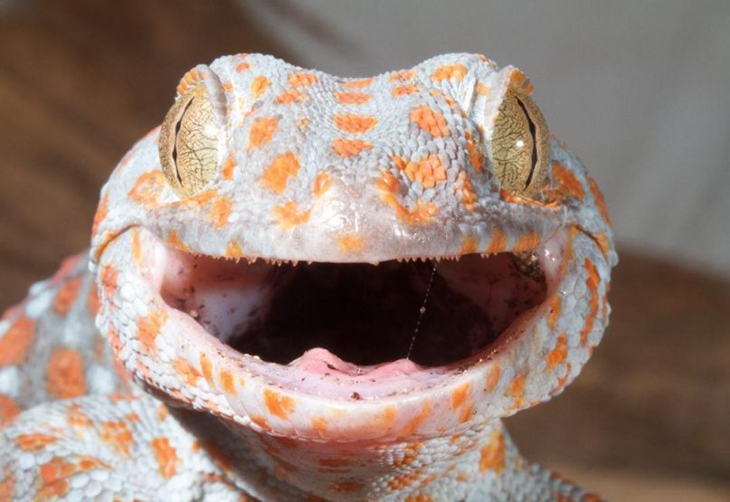 A tokay gecko, grey with orange spots, opens its mouth wide in a threat display.