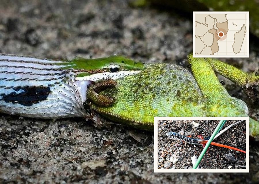 An Eastern Vinesnake on sandy ground has its jaws around the head of a bright green Flap-necked Chameleon.