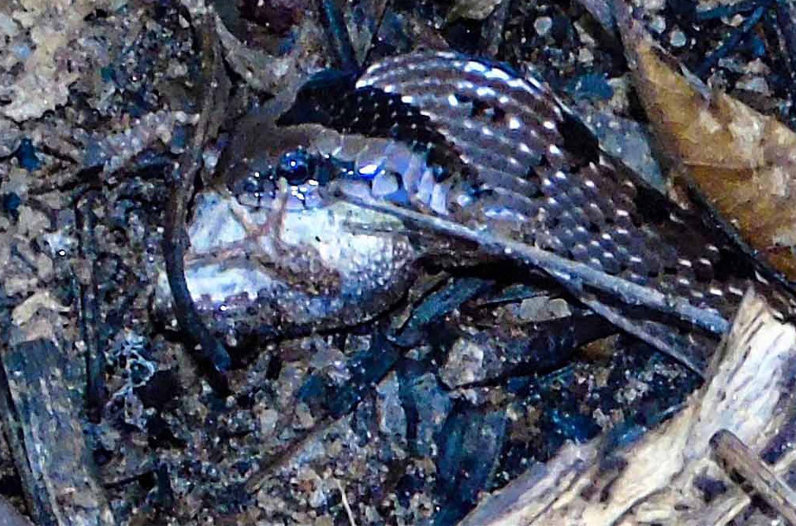 A Snouted Night Adder in dark leaf litter at night has a pale, puffed-up frog partly inside its mouth.