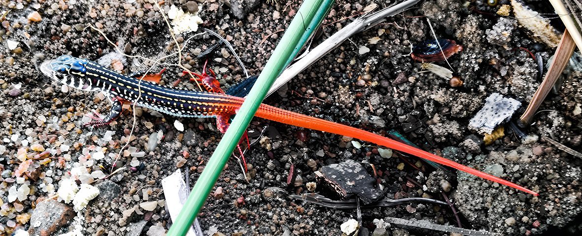 A slender young scrub lizard on sandy ground shows its black-and-white stripes and long, vivid orange-red tail.