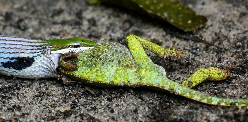 An Eastern Vinesnake on sandy ground has its jaws around the head of a bright green Flap-necked Chameleon.
