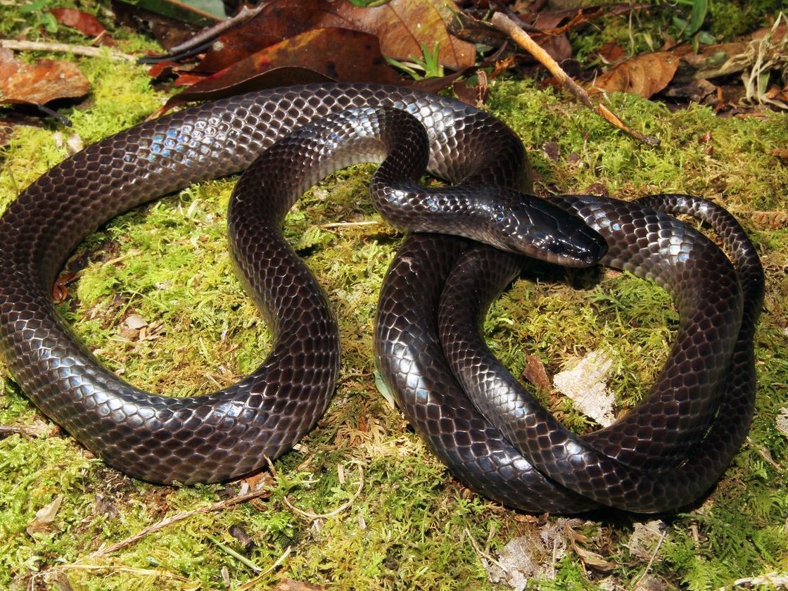 This is *Stegonotus caligocephalus* on the moss of Mount Kinabalu. Its dark head sets it apart from the rest of its body.