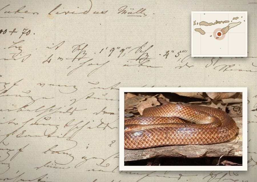 Salomon Müller's handwritten description of Coluber lividus is dated April 1829 on Semau. He never published it.
