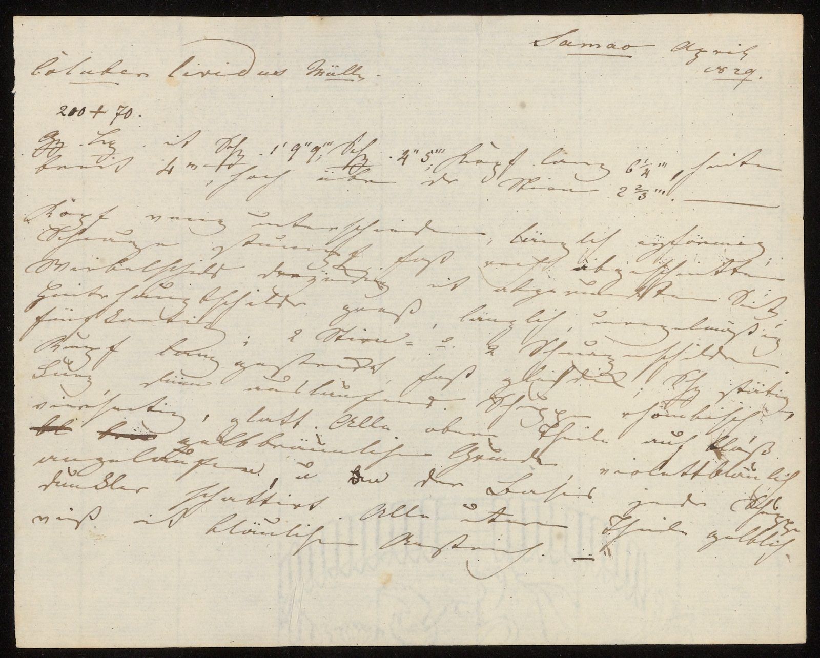 Salomon Müller's handwritten description of *Coluber lividus* is dated April 1829 on Semau. He never published it.