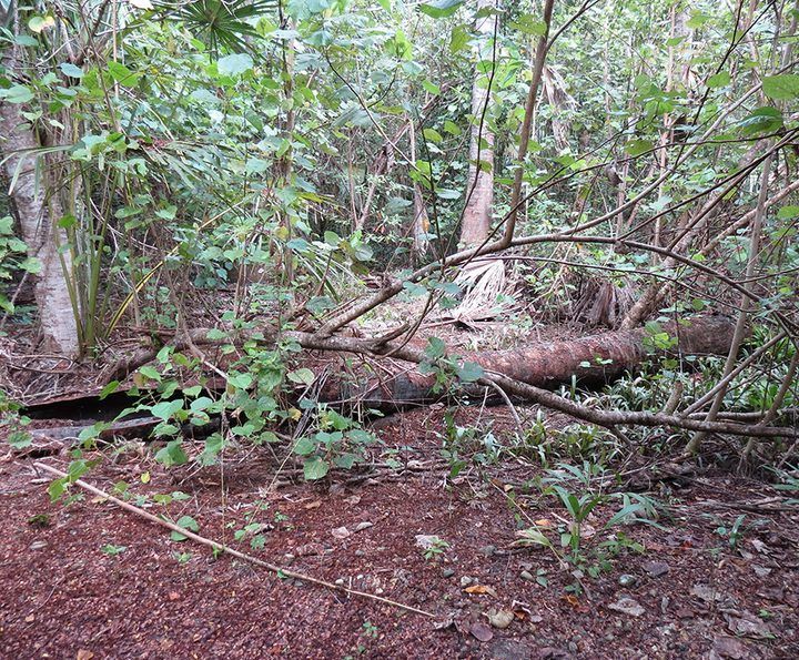 In the forest at Nancuro, rotting logs and trees give these snakes shelter.